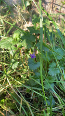 Glechoma hederacea