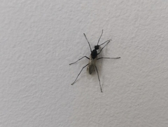 Pterygota