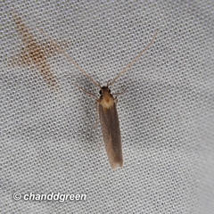 Tegenocharis tenebrans