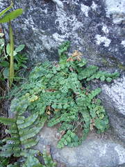 Aciphylleae