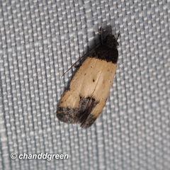 Tyrolimnas anthraconesa