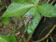 Teleogryllus mitratus
