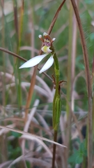 Eriochilus