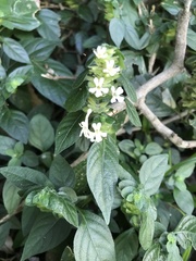 Phaulopsis imbricata