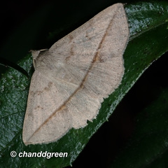 Ugia insuspecta
