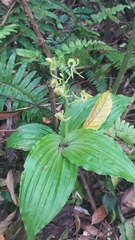 Liparis sootenzanensis