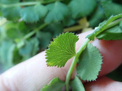Aciphylleae