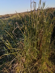 Cyperus dives