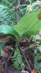 Liparis sootenzanensis