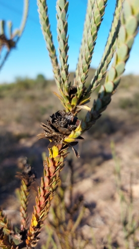 Image of Leucadendron thymifolium by (c) Jacques van der Merwe, some rights reserved (CC BY-SA)