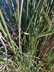 Cyperus dives