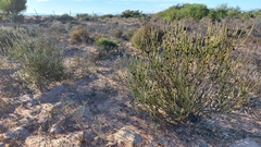 Leucadendron thymifolium