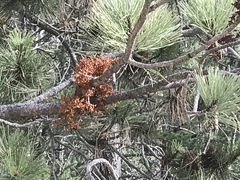 Arceuthobium campylopodum