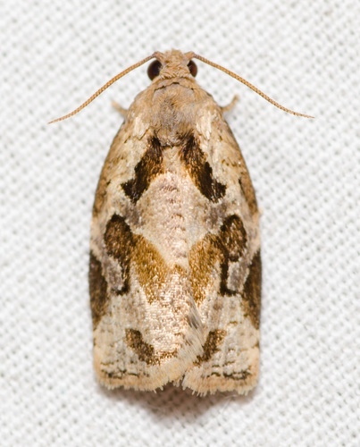 Gray Archips Moth photo 6
