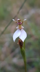 Eriochilus