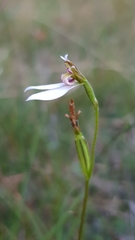 Eriochilus