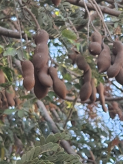 Tamarindus