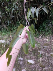 Dioscorea japonica