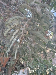 Tamarindus