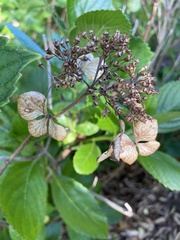 Hydrangea macrophylla normalis
