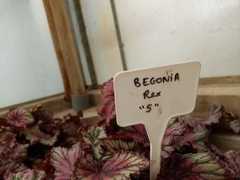 Begonia rex-cultorum