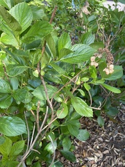 Hydrangea macrophylla normalis