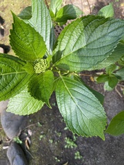 Hydrangea macrophylla normalis