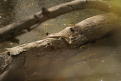 Thamnophis proximus proximus