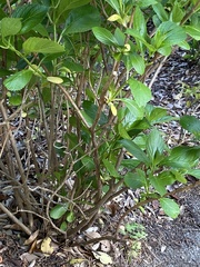 Hydrangea macrophylla normalis