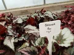 Begonia rex-cultorum