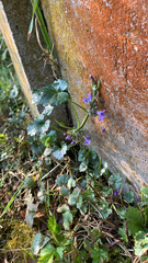 Glechoma hederacea
