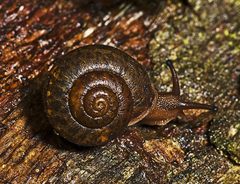 Ramogenia challengeri