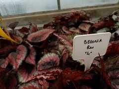Begonia rex-cultorum
