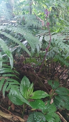 Liparis gigantea