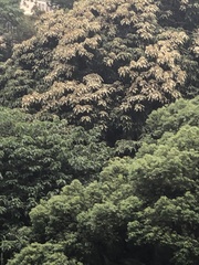 Aleurites moluccanus