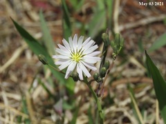 Ixeris strigosa