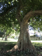 Celtis mildbraedii
