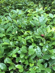 Magnolia figo