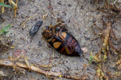 Dytiscus habilis