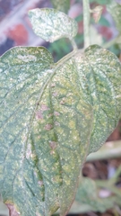 Tetranychus cinnabarinus