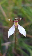 Eriochilus cucullatus