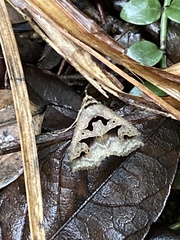 Tephriopis divulsa