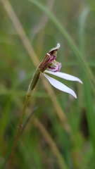 Eriochilus cucullatus