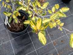 Elaeagnus × ebbingei