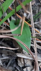 Eriochilus cucullatus