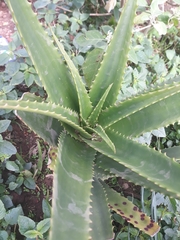 Aloe dawei