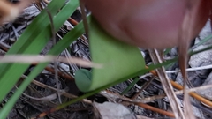 Eriochilus cucullatus