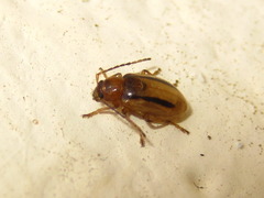 Medythia nigrobilineata