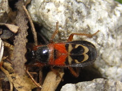 Prostemma hilgendorffi