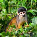 Black-headed Squirrel Monkey - Photo (c) pfaucher, some rights reserved (CC BY-NC), uploaded by pfaucher